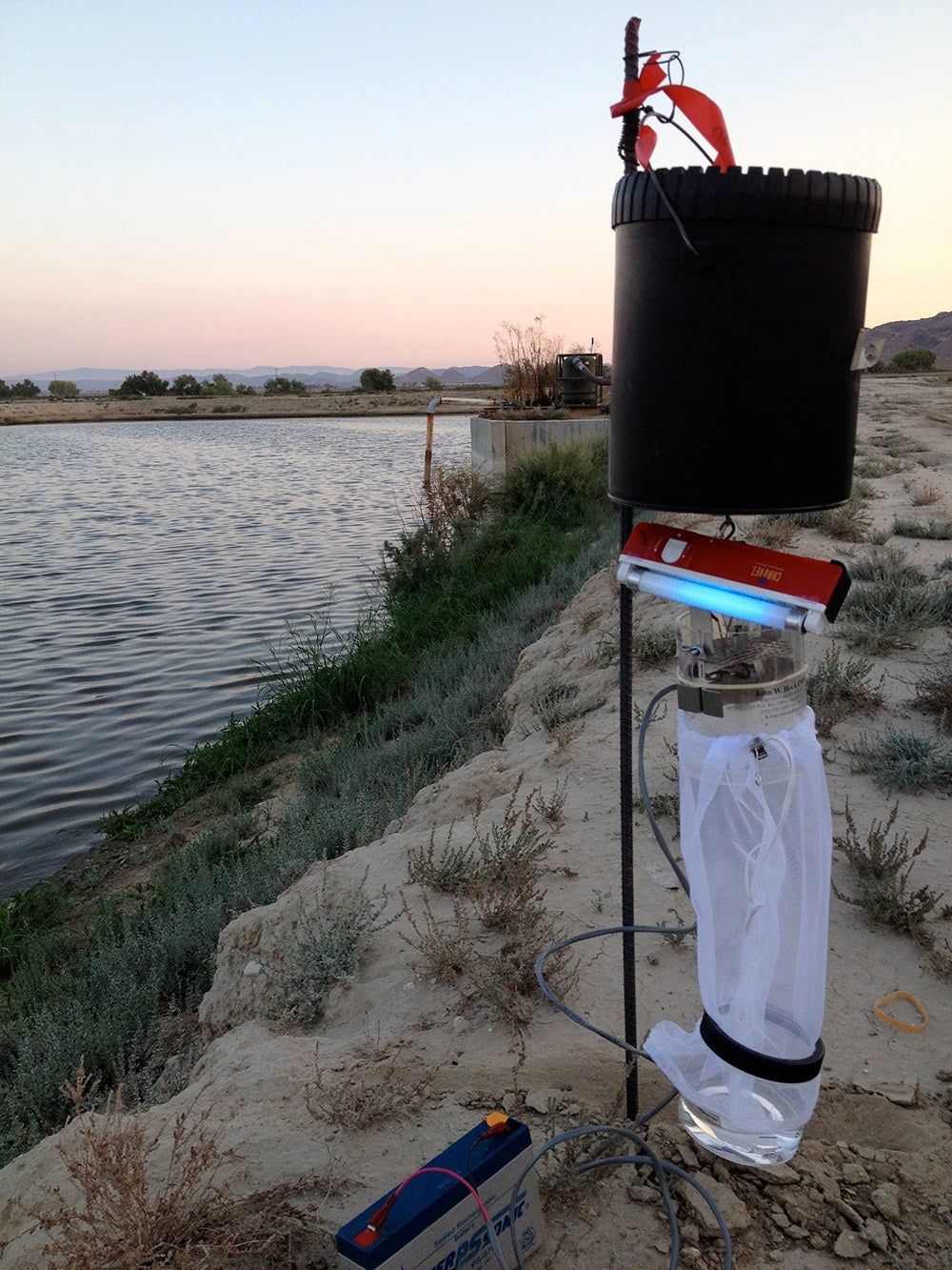 Beware the "Dark Side" of Light Traps Department of Entomology